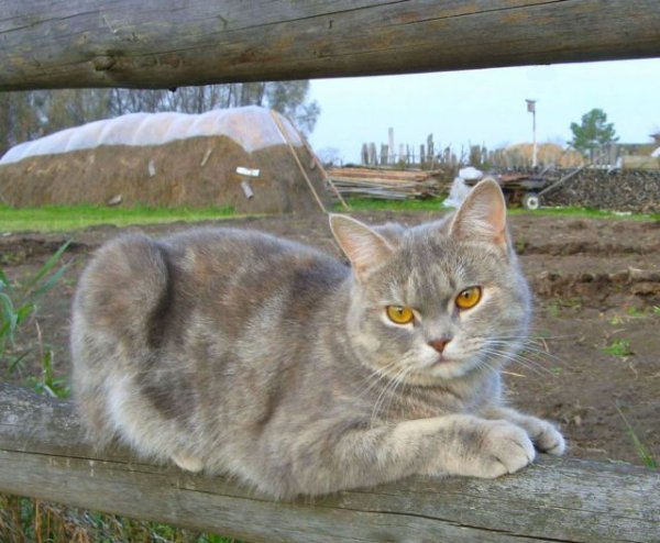 В деревне Гадюкино идут дожди