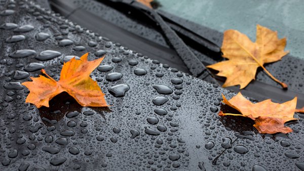 Осень дождь