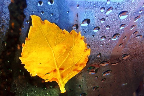 Дождевые капли осенью