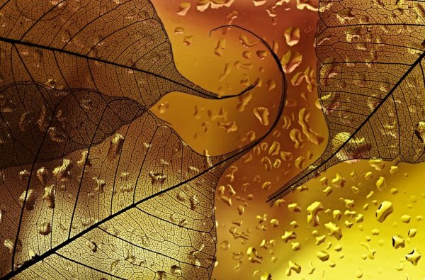 Осень капли дождя