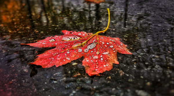 Осень листья дождь
