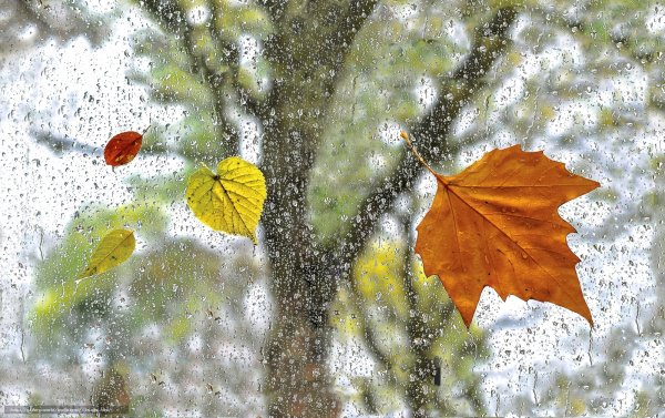 Капли осеннего дождя на стекле