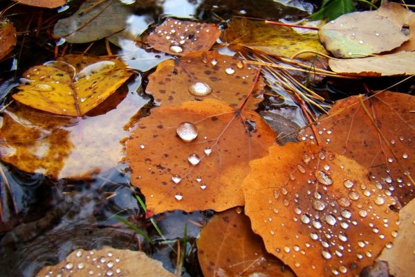 Мокрая осень
