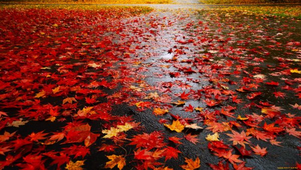 Осень дождь