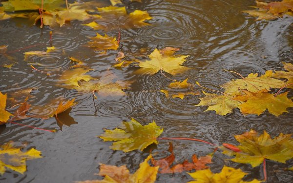 Дождливая осень (57 фото)