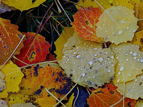 Дождливая осень