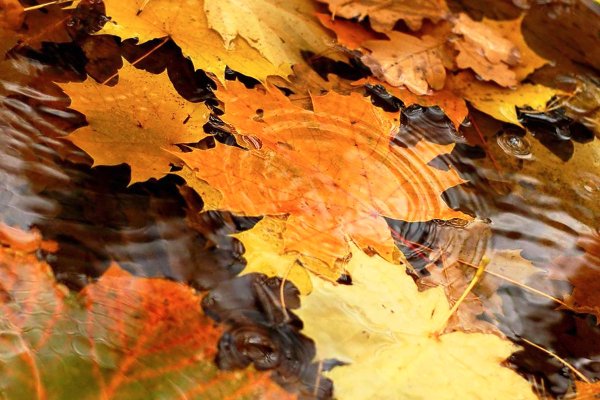 Осень листья дождь