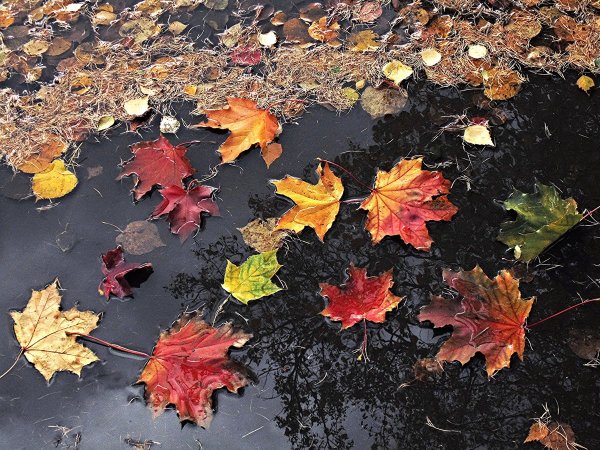 Осенние лужи