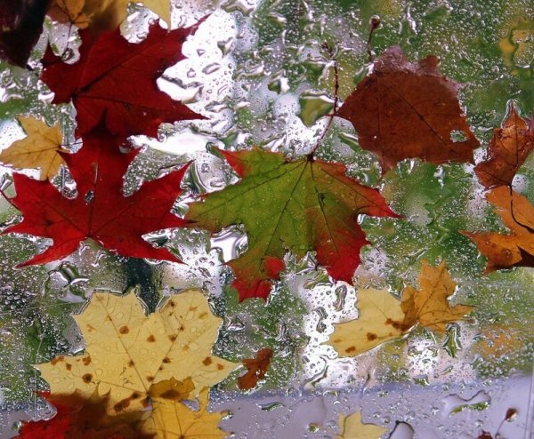 Осенний лист на стекле