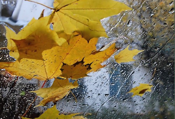 Осень листопад дождь