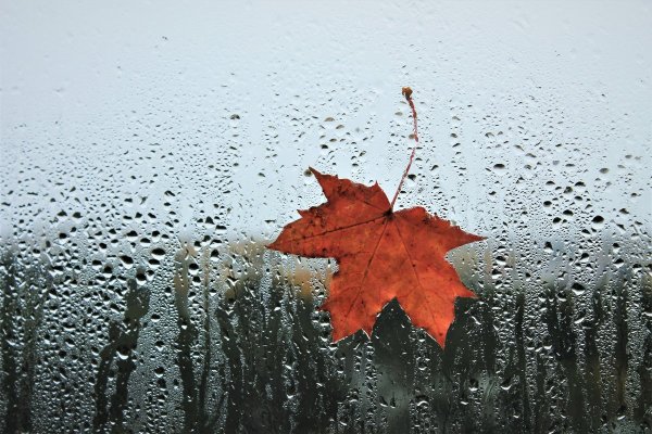 Осенний лист на стекле