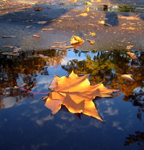 Осенние лужи