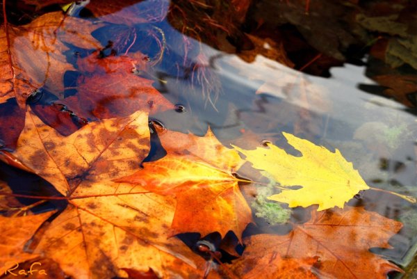 Листья на воде