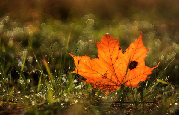 Осень красивые листья в росе