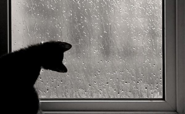 Кот у дождливого окна