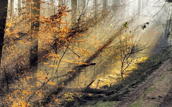 Глубокая осень пейзаж