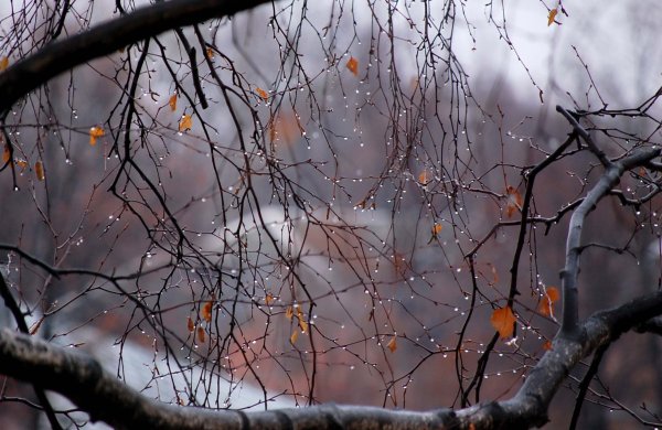 Поздняя осень дождь