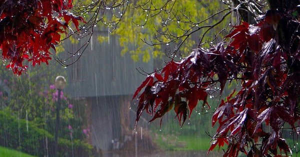 Частый дождь