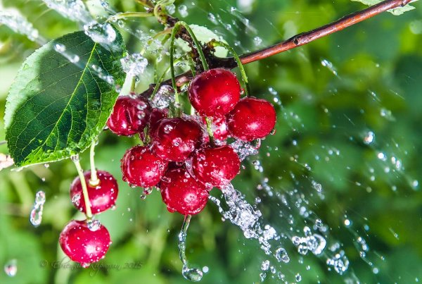 Вишня капли воды