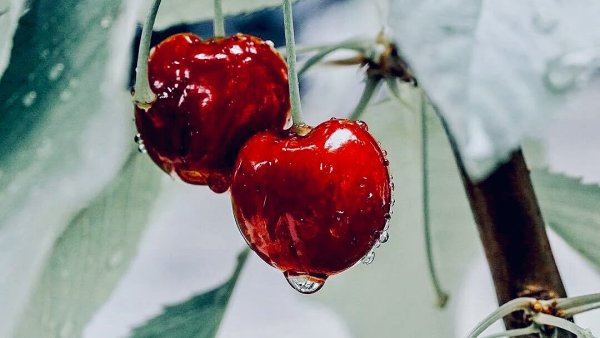 Черешня в капельках