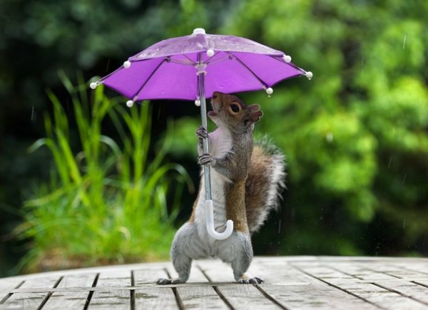 Животные под зонтом