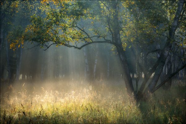 Дождь в лесу