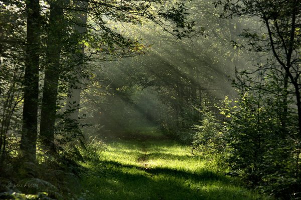 Дождливый лес