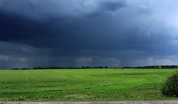 Пасмурный луг