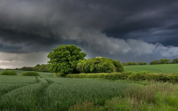 Поле перед грозой