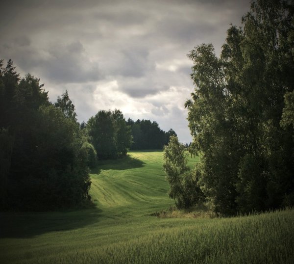 Пасмурная природа