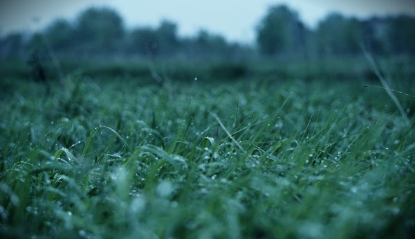 Поле после дождя