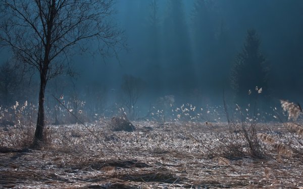 Мрачная Поляна в лесу