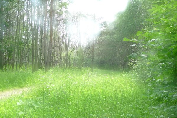 Дождь летом в лесу