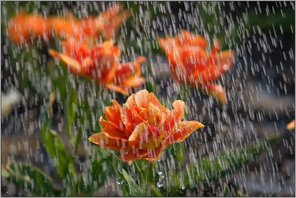 Цветы осенью под дождем