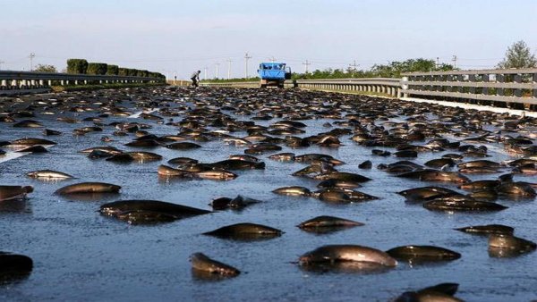 Йоро Гондурас рыбный дождь