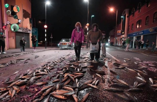 Йоро Гондурас