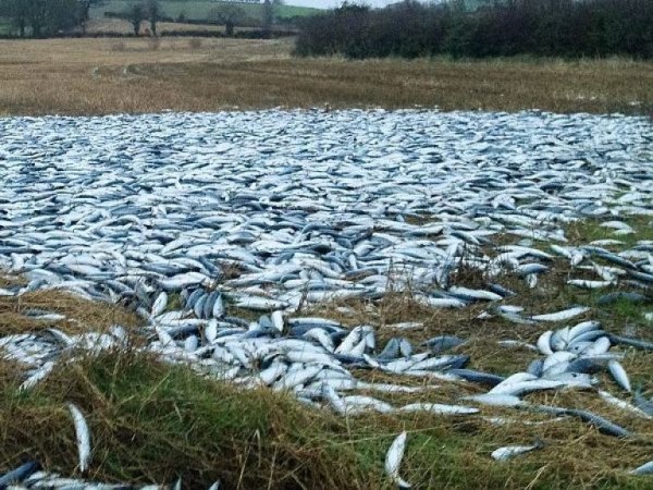 Йоро рыбный дождь