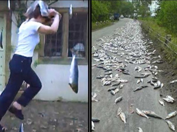 Рыбный дождь в Гондурасе