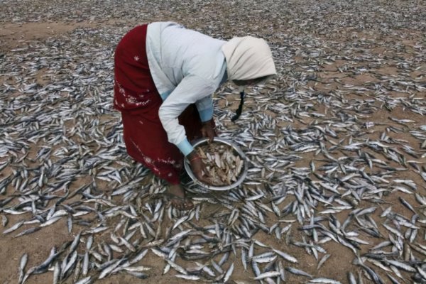 Дождь из рыбы