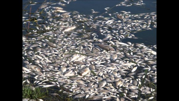 Дождь из сардин в Гондурасе