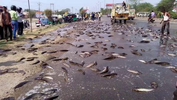 Йоро рыбный дождь