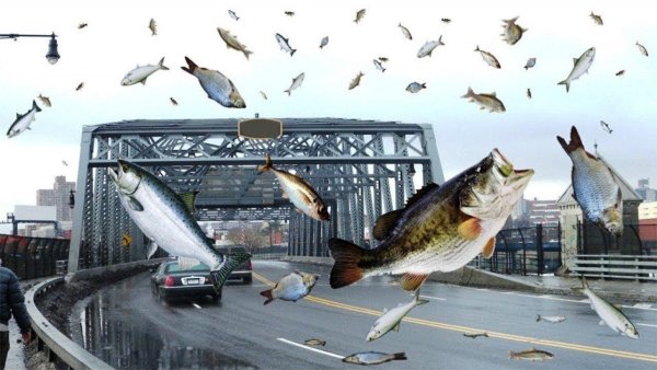 Рыбный дождь