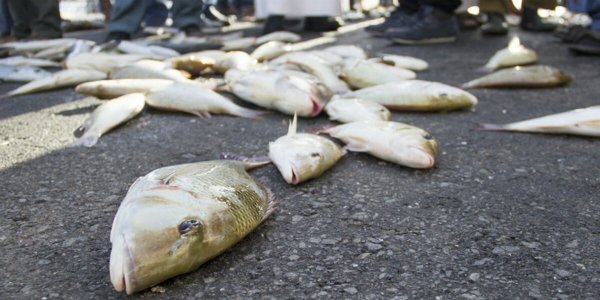 Рыбный дождь