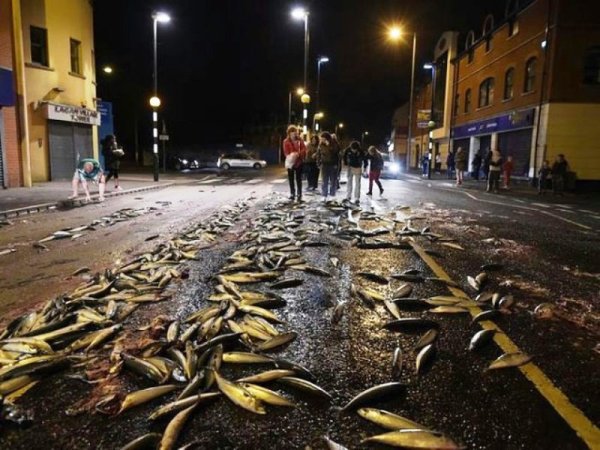 Дождь из рыбы в Гондурасе