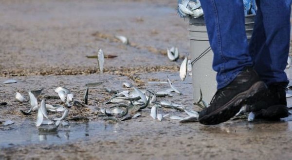 Дождь из рыбы в Гондурасе