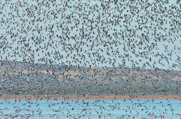 Дождь из рыбы