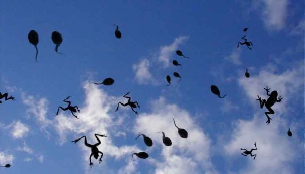 Дождь из животных