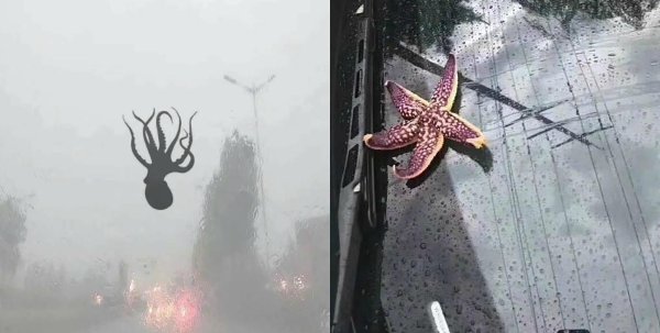 Необычный дождь