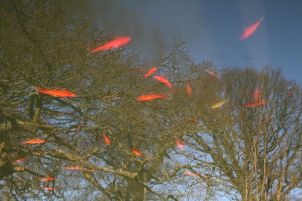 Дождь из животных явления природы