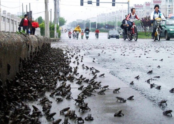 Дождь из животных